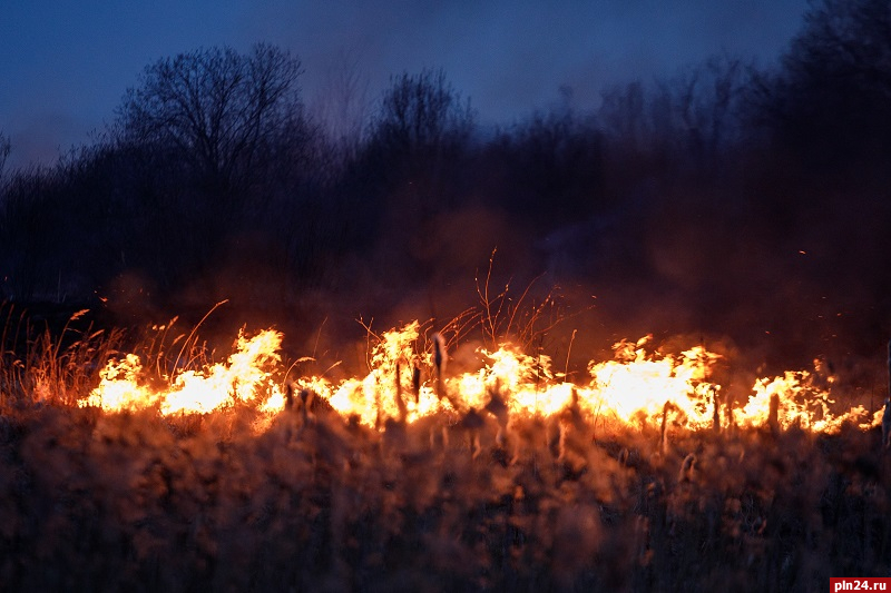 Ландшафтный пожар ликвидировали в Псковском районе