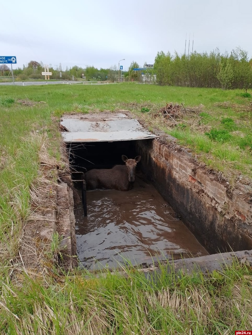 Провалившегося в яму лося спасли в Псковской области