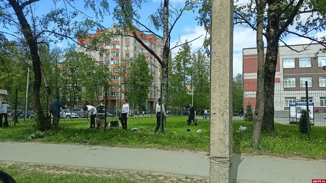 Фотофакт: Школьники посадили деревья у гимназии №29 в Пскове