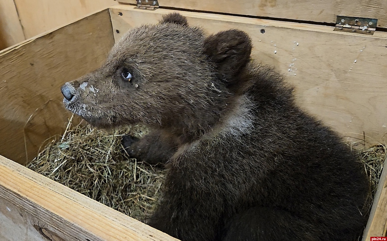 Исхудавшего медвежонка-сироту спасли в Псковской области