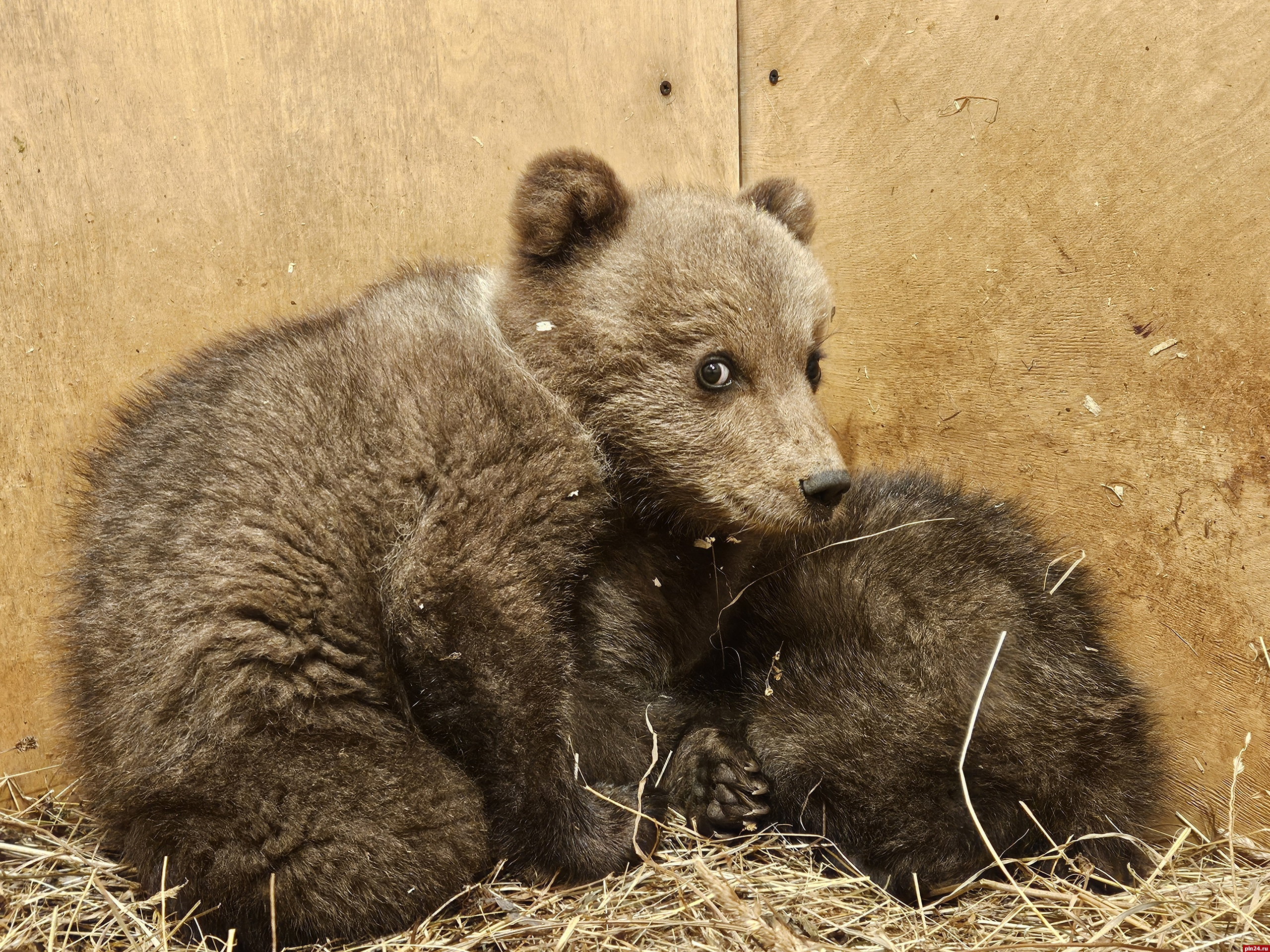 Двух медвежат нашли в Гдовском районе