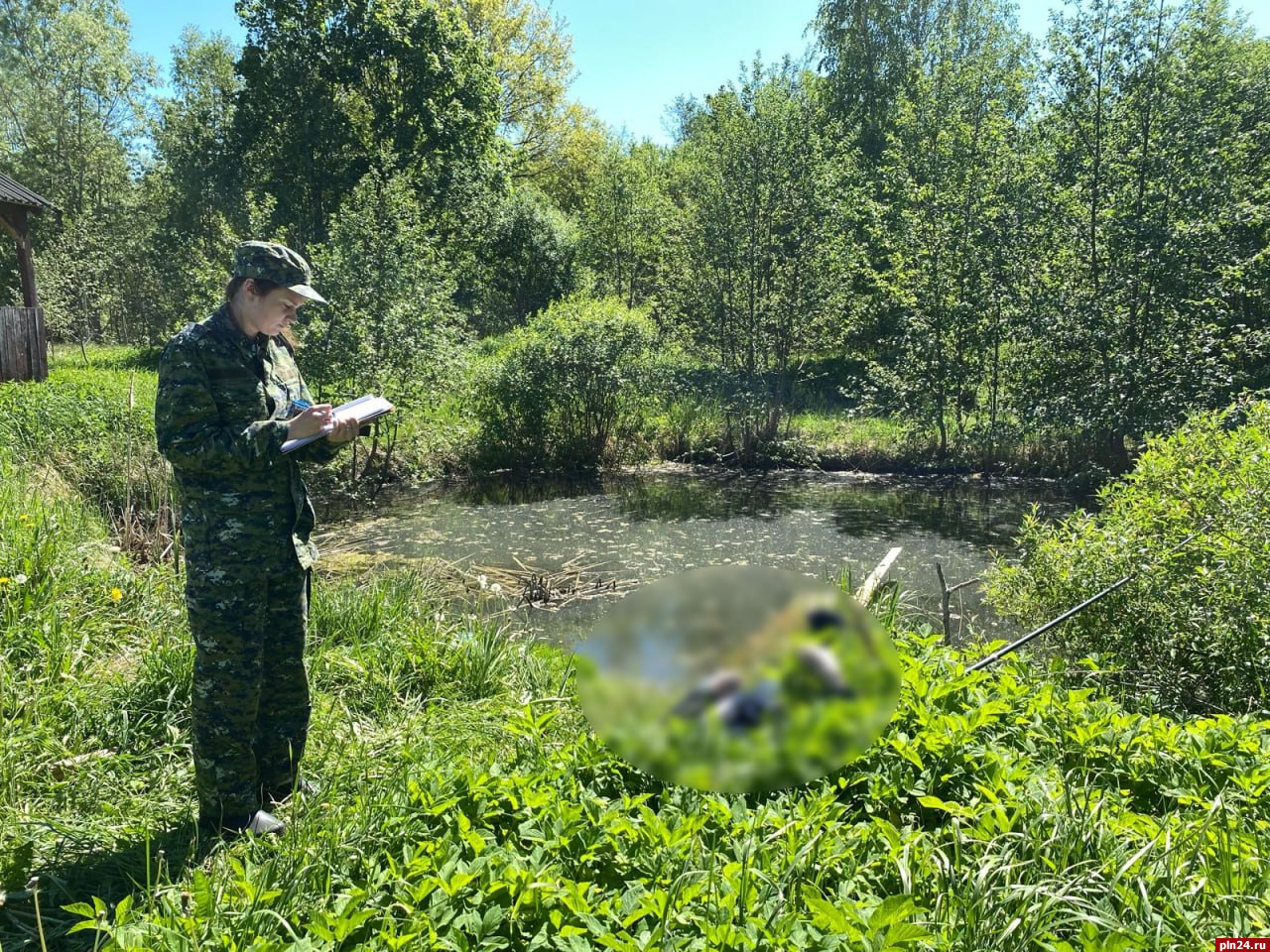 Проверку по сообщению о гибели мужчины в водоеме проводят в Псковском районе