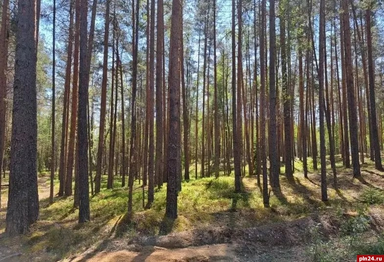 В Псковской области ввели запрет на посещение лесов