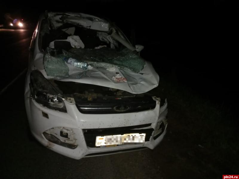 Один человек травмирован и две автомашины повреждены в столкновении с лосем в Псковском районе. ФОТО