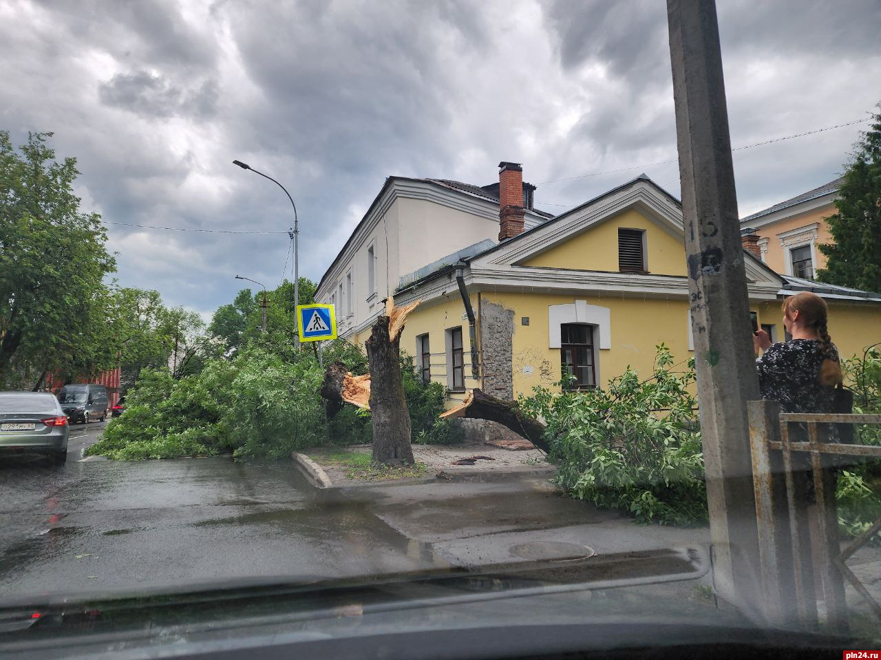 Дерево рухнуло на тротуар на улице Советской в Пскове