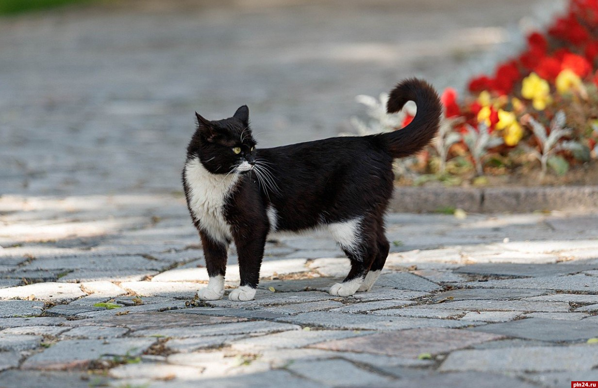 Почти 6 тысяч кошек и собак привили от бешенства в Псковской области 