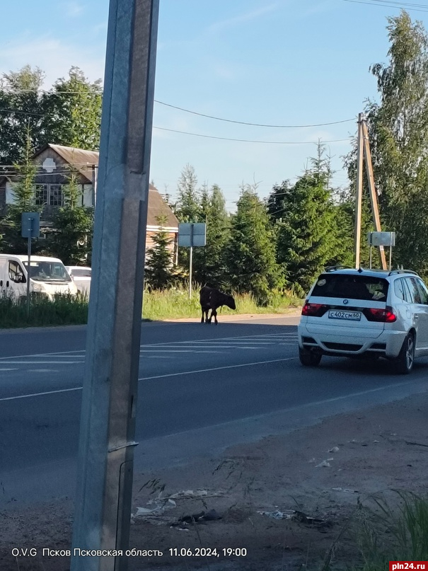 «Хозяев не найти»: две коровы гуляют по Пскову