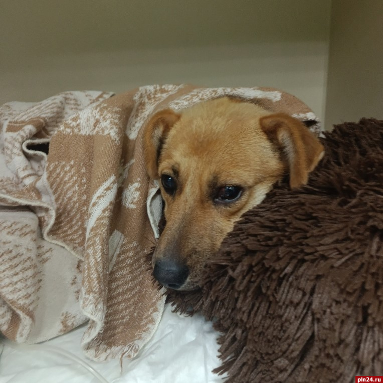 Забитый живодёром щенок в Порховском районе отказывается от еды и слепнет