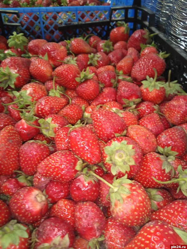 Названы самые популярные импортные ягоды, ввезенные через Псковскую область с начала года