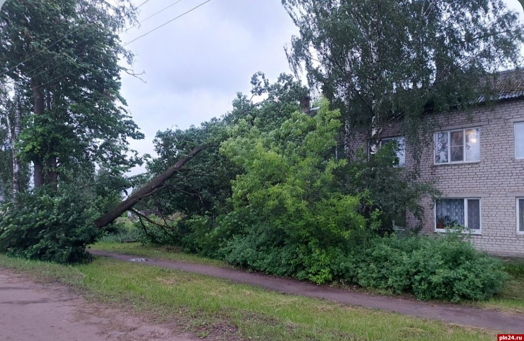 Дерево повалило на крышу многоквартирного дома в Плюссе