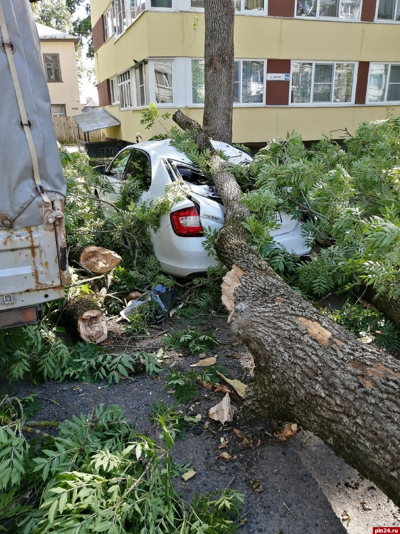 Дерево рухнуло на два автомобиля на улице Мирной в Пскове