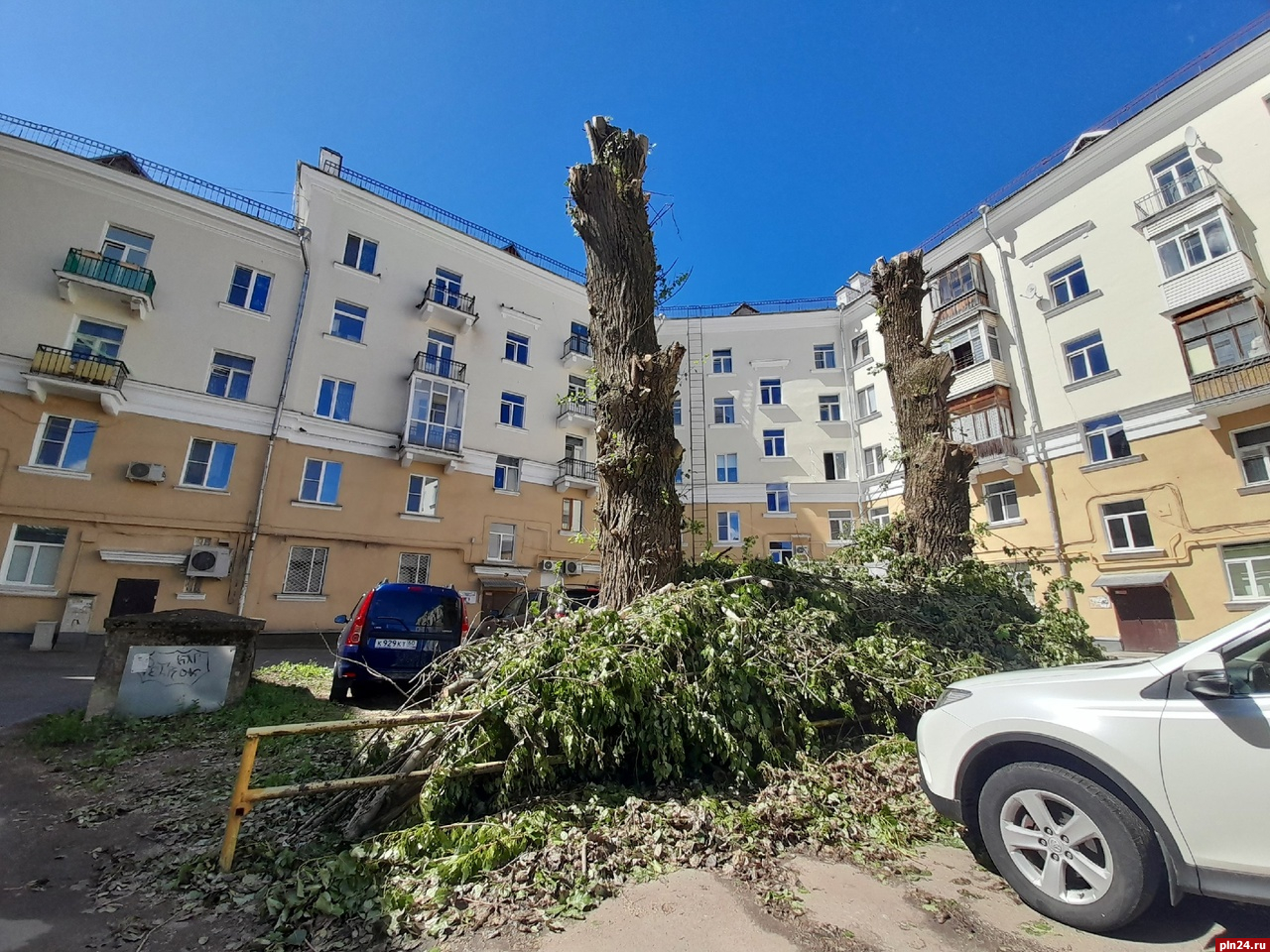 Фотофакт: От деревьев в центре Пскова остались только стволы