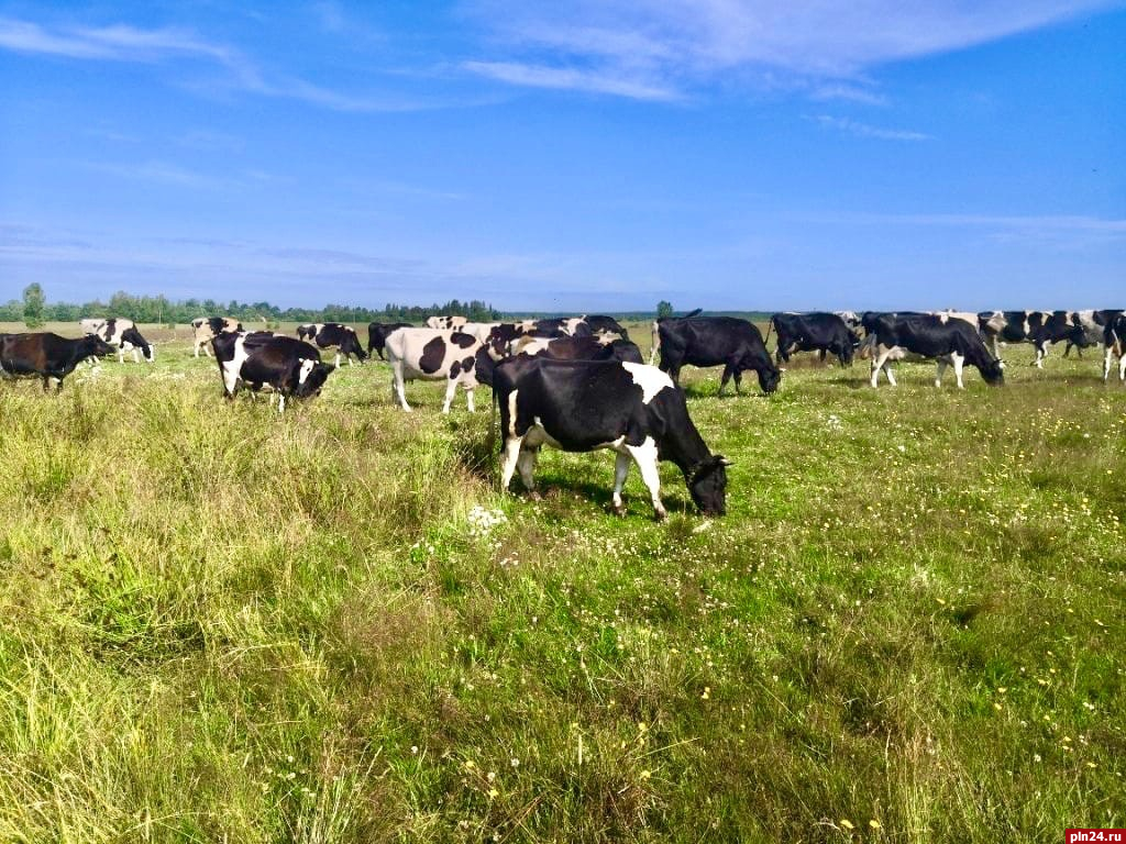 Молочное животноводство Псковского района заметно улучшило свои показатели -  Наталья Федорова