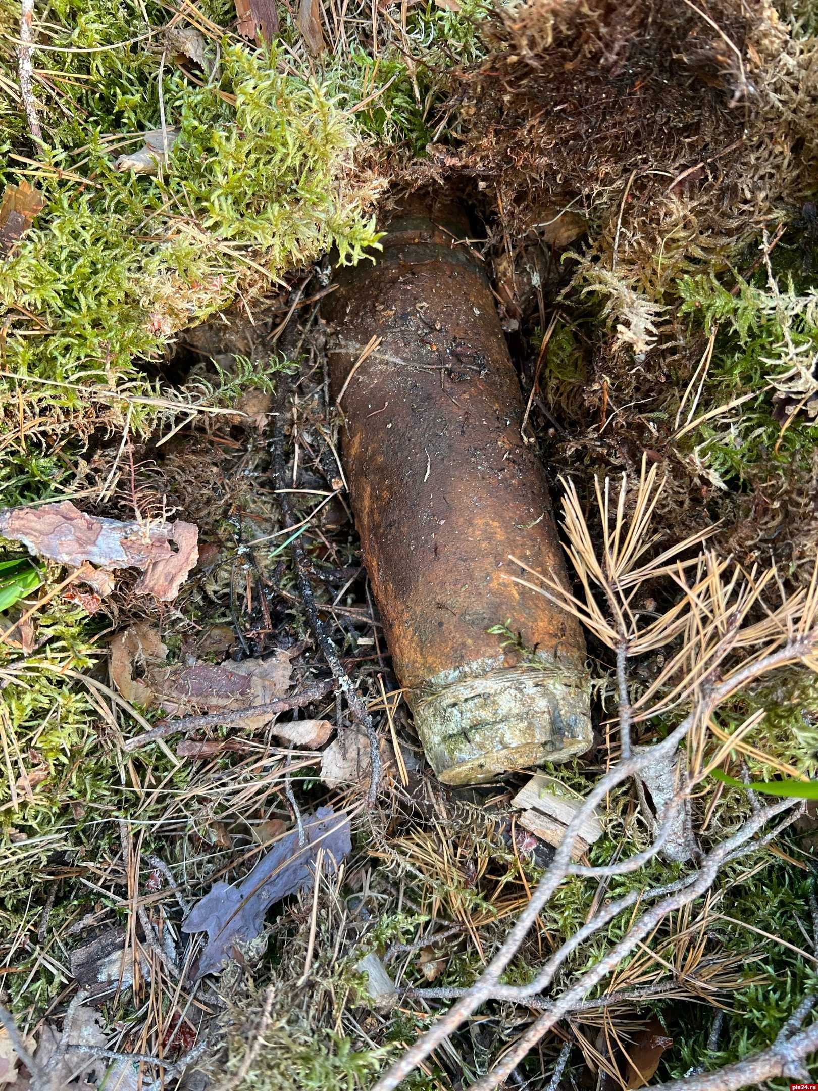 Похожий на снаряд предмет нашли ягодники в лесу по направлению к Гдову