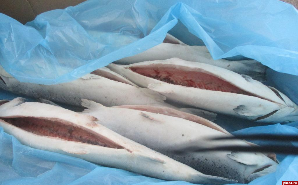 Почти 20 тонн норвежского лосося не пропустили в Казахстан через границу России в Псковской области