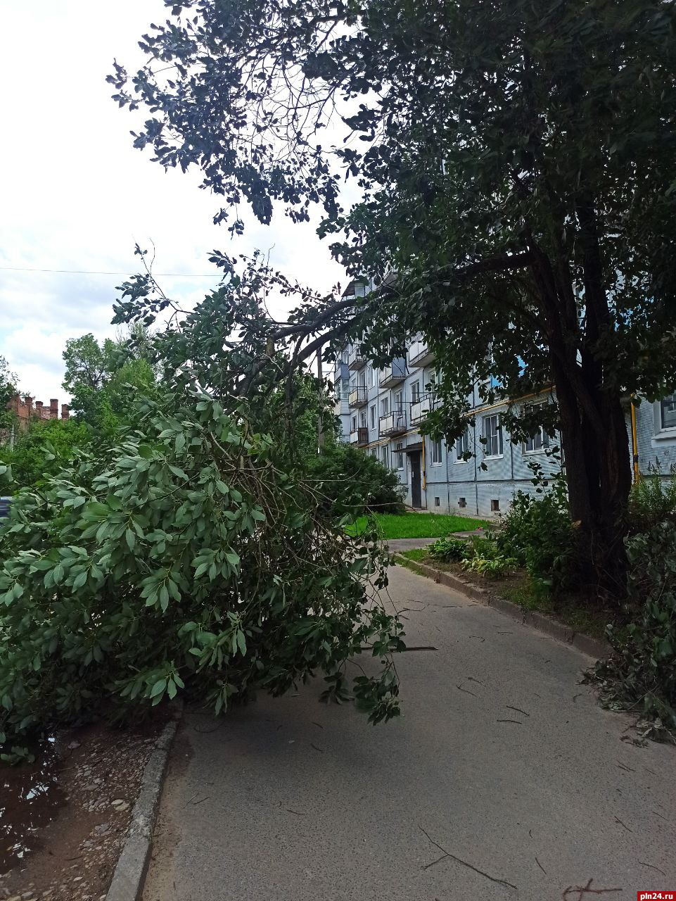 Фотофакт: Ветка обломилась на улице Мирной в Пскове