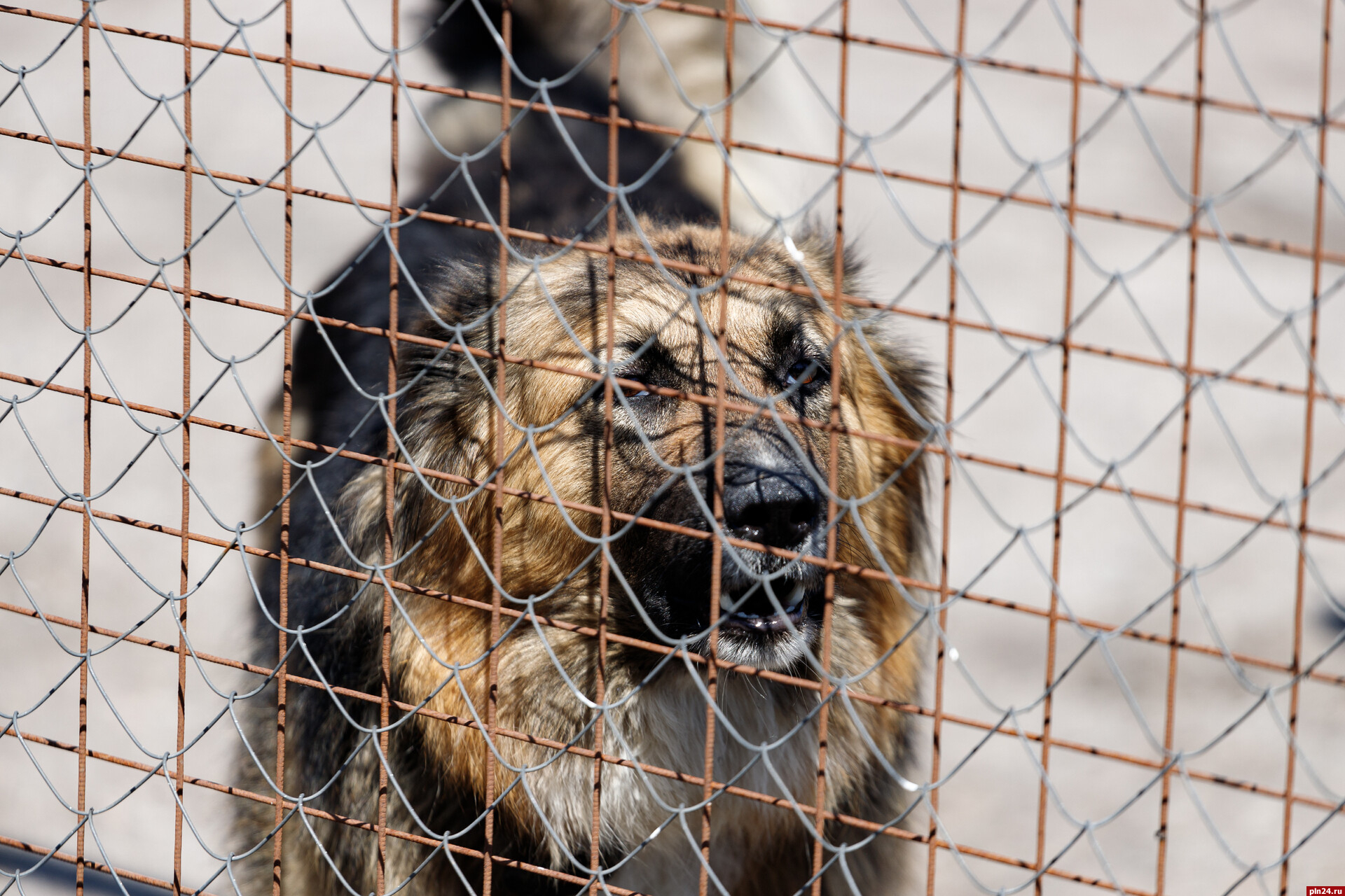 Собаки за месяц покусали в Псковской области более 100 человек