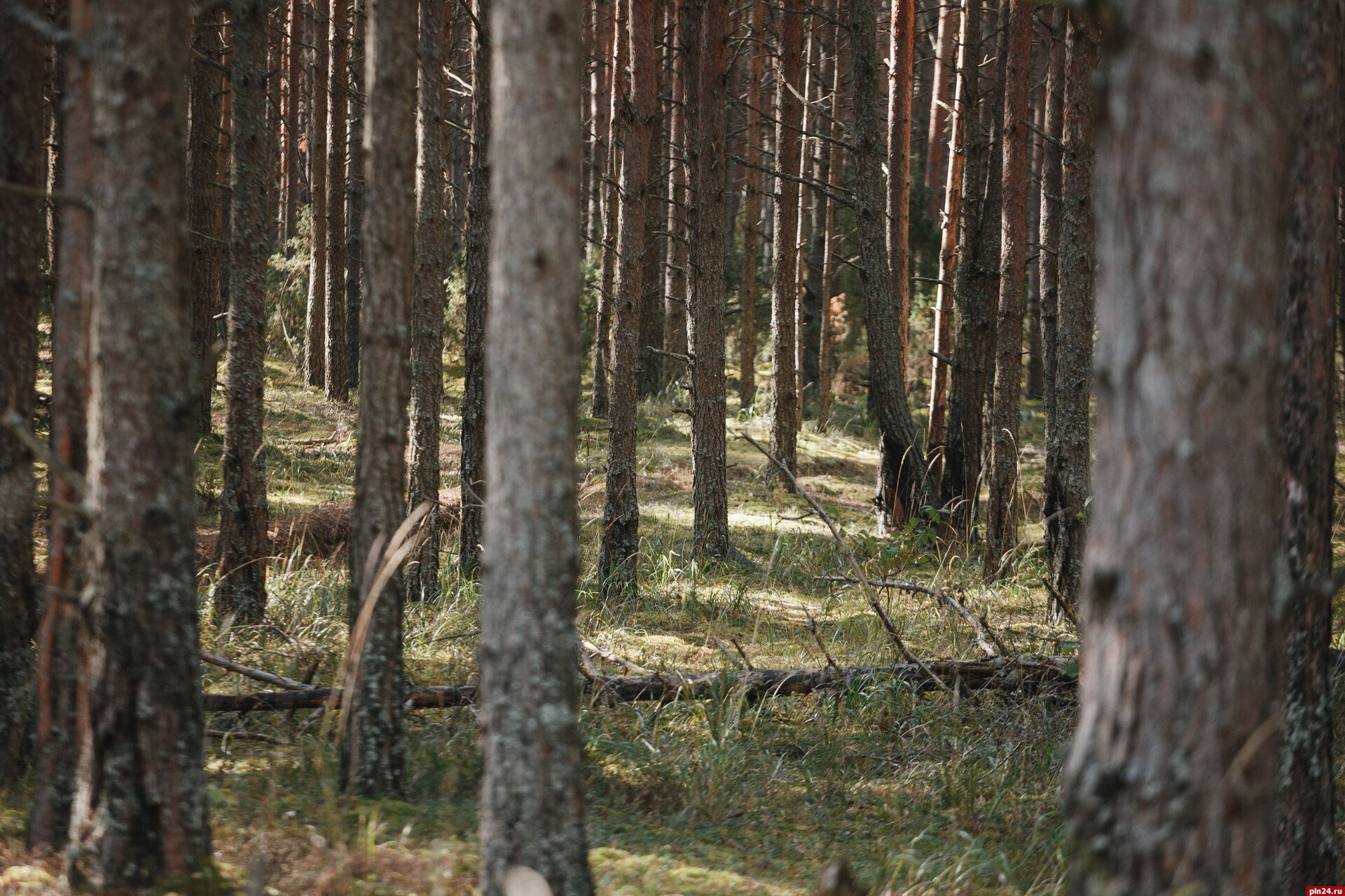 Жителю Палкинского района грозит лишение свободы за незаконную рубку леса