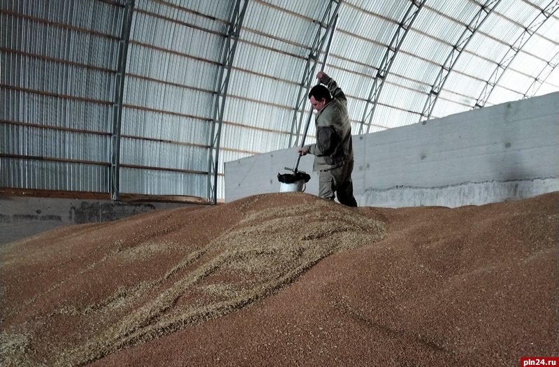 Государственный мониторинг зерна проводится в Псковской области