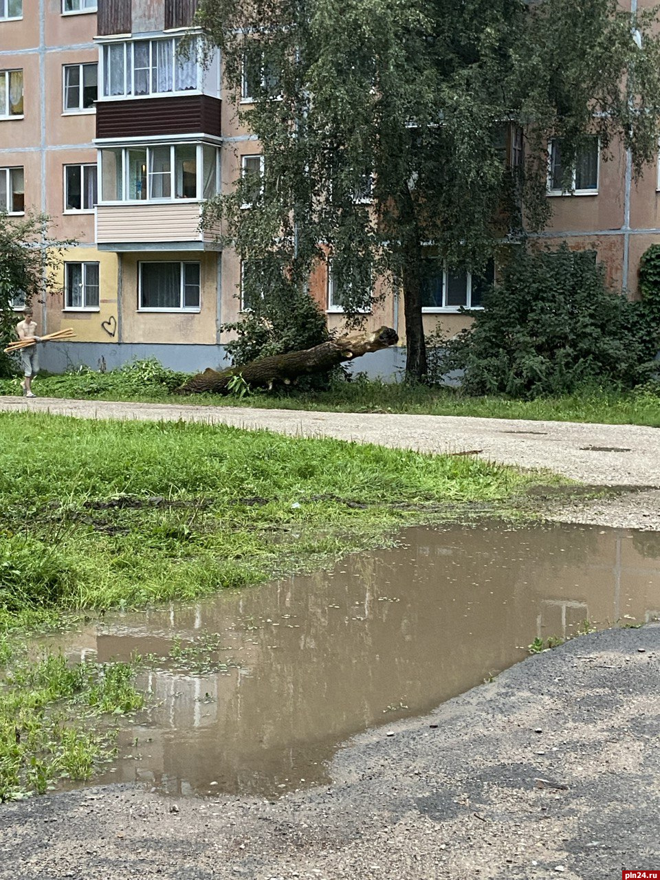 Дерево повалило ветром на улице Стахановской в Пскове