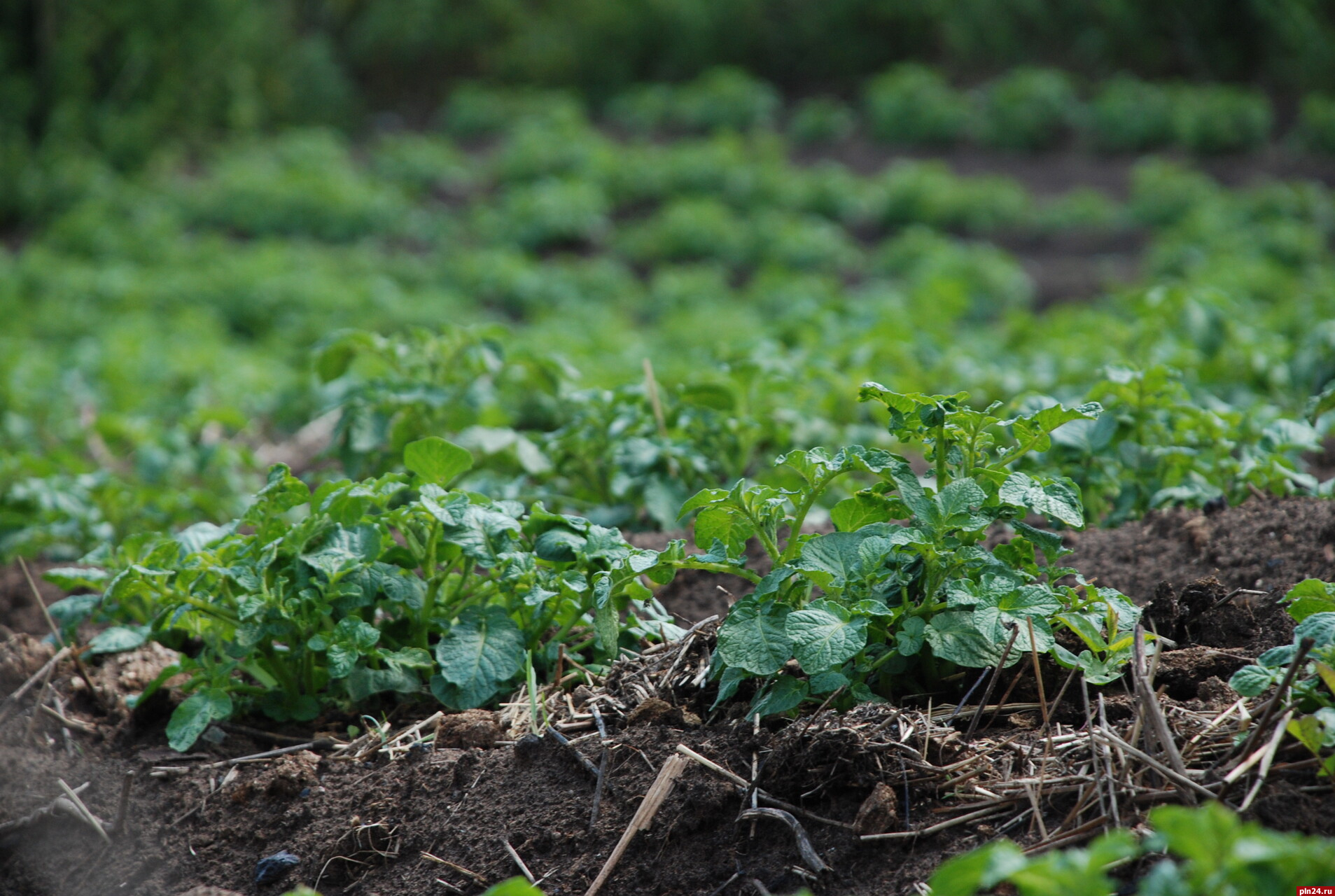 Попасть в «Пятерочку»: как грантовая поддержка поможет фермерскому картофелю  завоевать торговые сети
