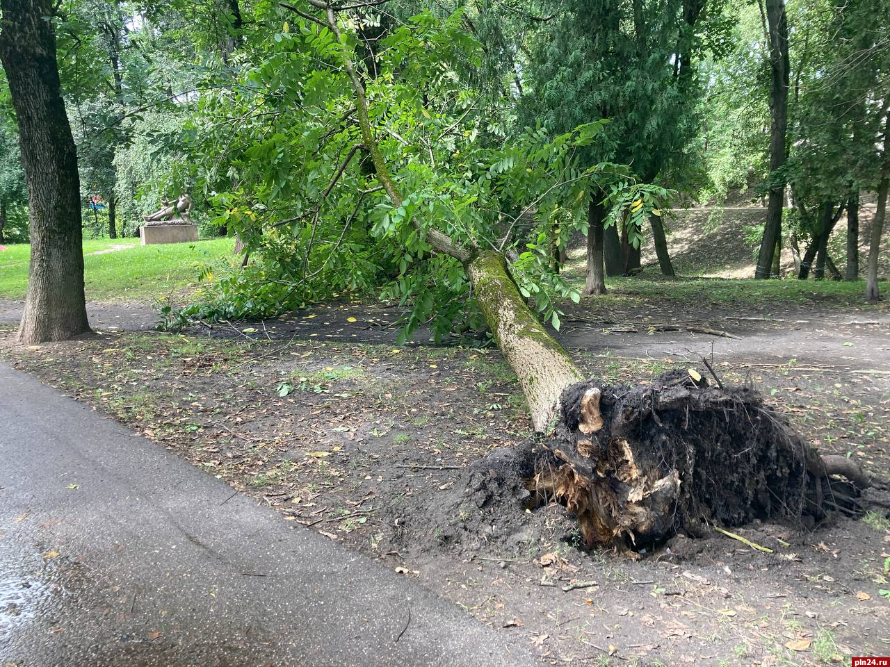 Фотофакт: Дерево рухнуло в Ботаническом саду в Пскове