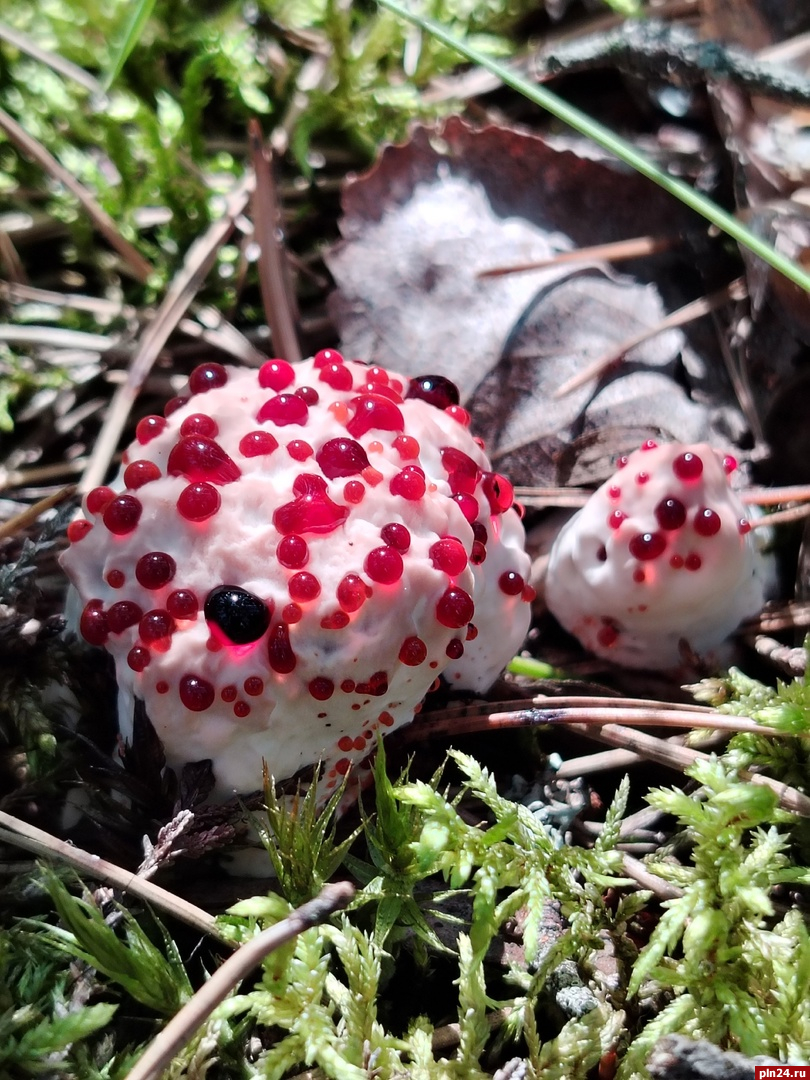 «Клубника со сливками»: редкие грибы находят в лесах Псковской области